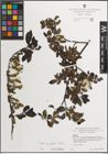 Foto von Salix myrsinifolia Salisb.